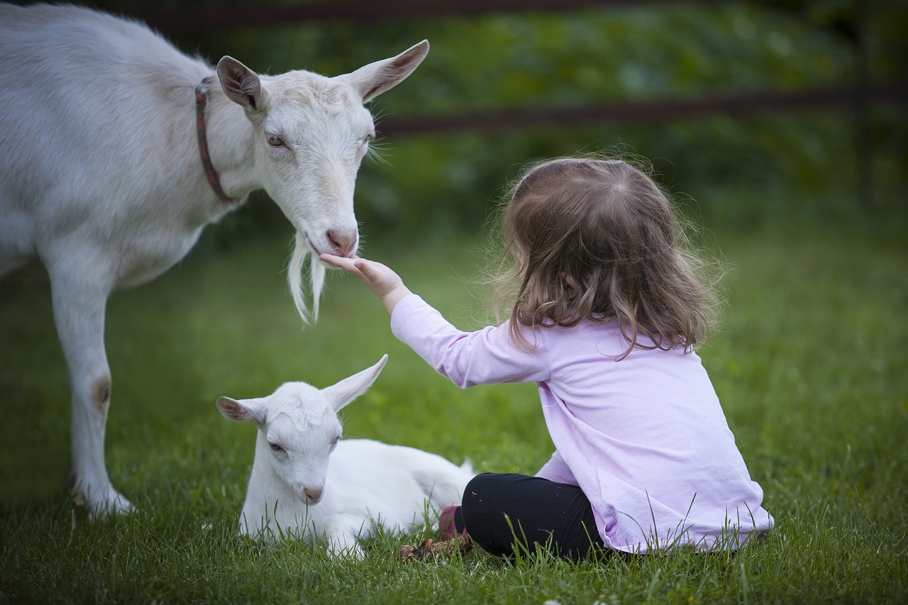 image d'une chèvre blanche avec une petite fille