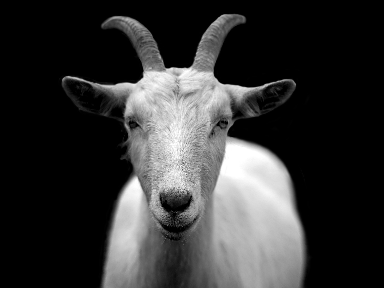 image d'une chèvre en gros plan noir et blanc