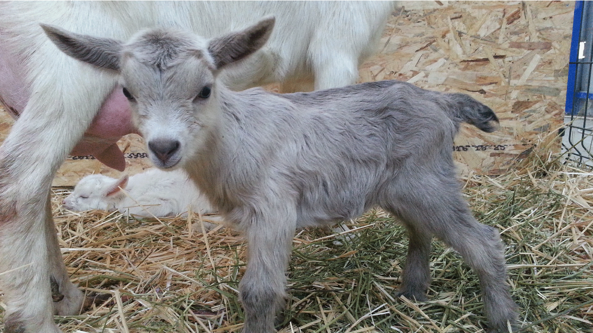 naissance chèvre
